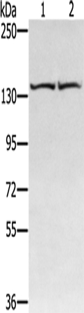 RGS22 Antibody