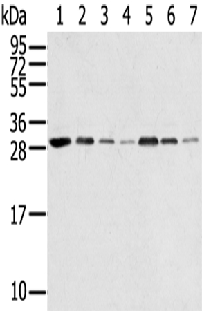 RPA2 Antibody