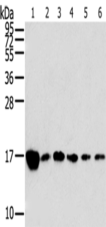 RPLP2 Antibody