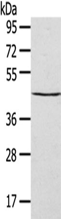 SEPT2 Antibody