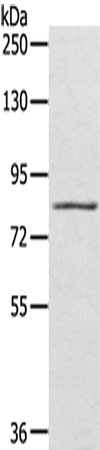 SRPK1 Antibody