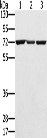 SLC25A13 Antibody