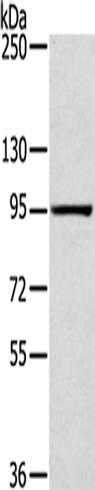 SLITRK4 Antibody