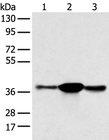 SPRY4 Antibody