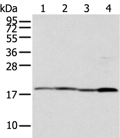 TIMM17A Antibody