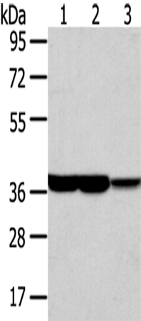 TALDO1 Antibody