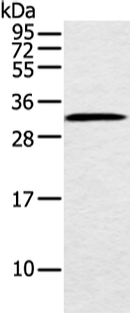 MED6 Antibody