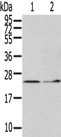 ITPA Antibody