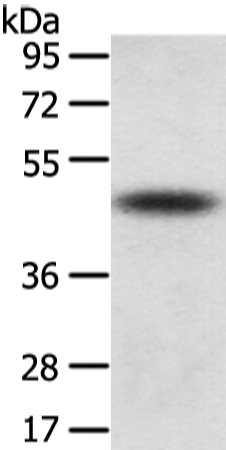 TTC23 Antibody