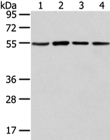 TUBA1C Antibody