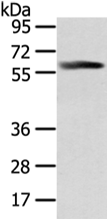 PPP5C Antibody