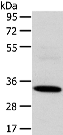 SDCBP Antibody