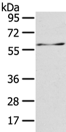 ATIC Antibody