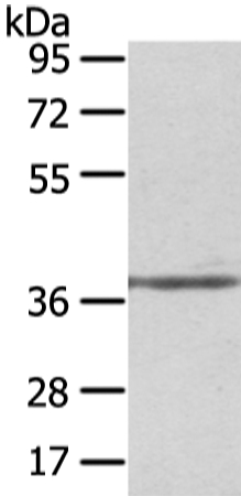 STRAP Antibody