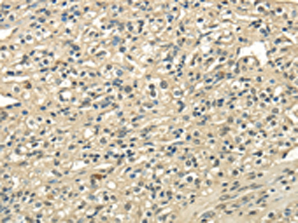 USP1 Antibody