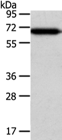 USP39 Antibody