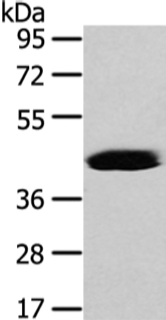 VASH2 Antibody