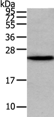 VPS28 Antibody