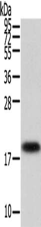 VPS25 Antibody