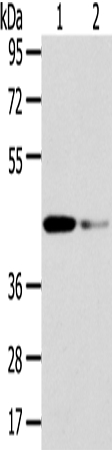 VPS37A Antibody