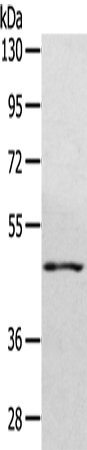 WDR4 Antibody