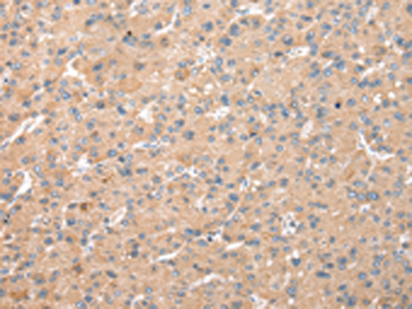 WDR18 Antibody