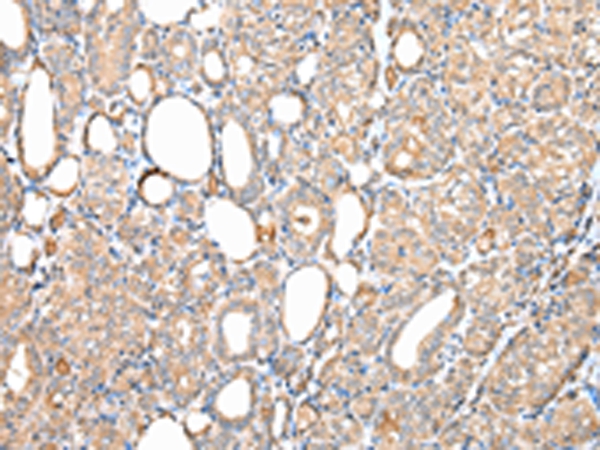 DPH7 Antibody