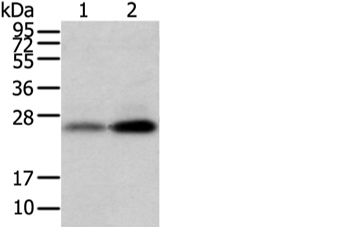 WFDC5 Antibody