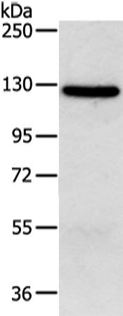 MORC2 Antibody