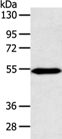 ZNF239 Antibody