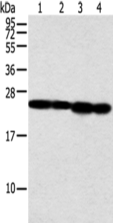 NDUFB9 Antibody