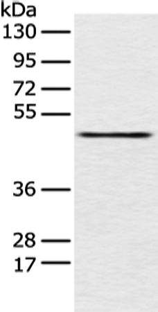 PCID2 Antibody