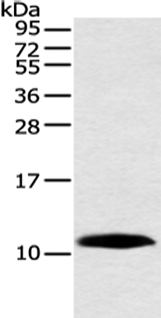 HMGN3 Antibody