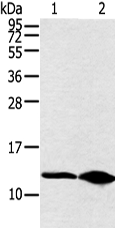 DYNLL2 Antibody