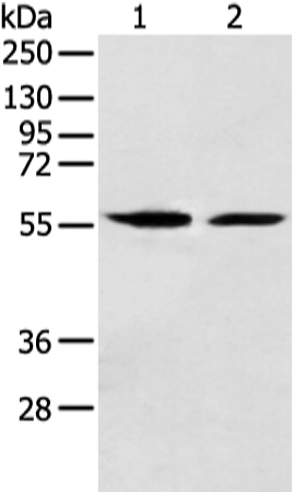 FMO5 Antibody