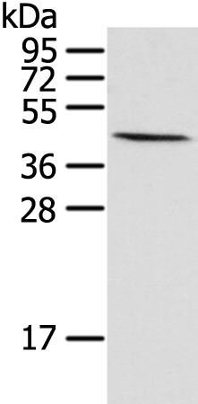 HIF1AN Antibody