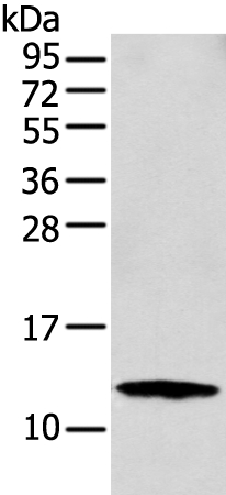 S100A16 Antibody