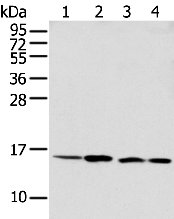 MMGT1 Antibody