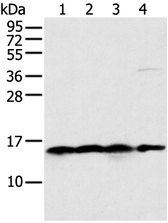 MRPS18C Antibody