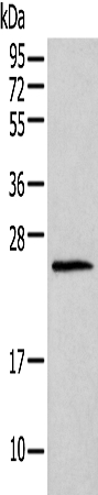 HIST1H1T Antibody