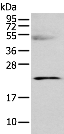 C8G Antibody