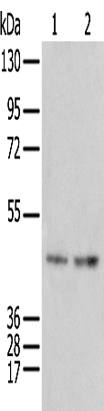 IDO2 Antibody