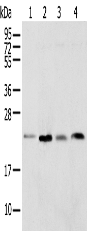 SPCS2 Antibody