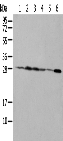 NUDT21 Antibody