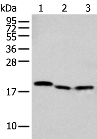 NUDT2 Antibody