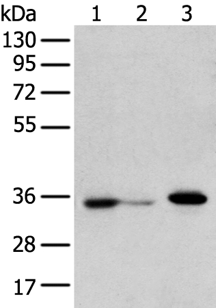 DHRSX Antibody