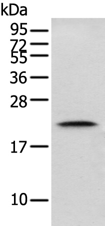 GM2A Antibody