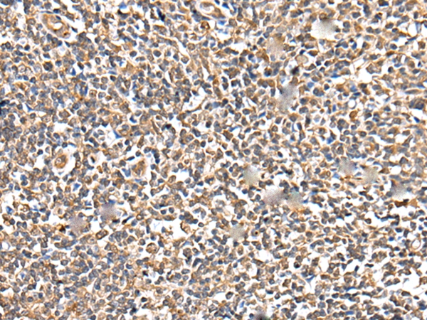 TESC Antibody