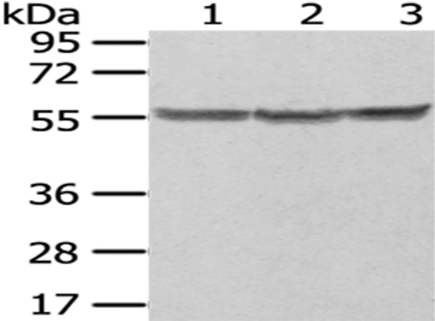 PTBP1 Antibody