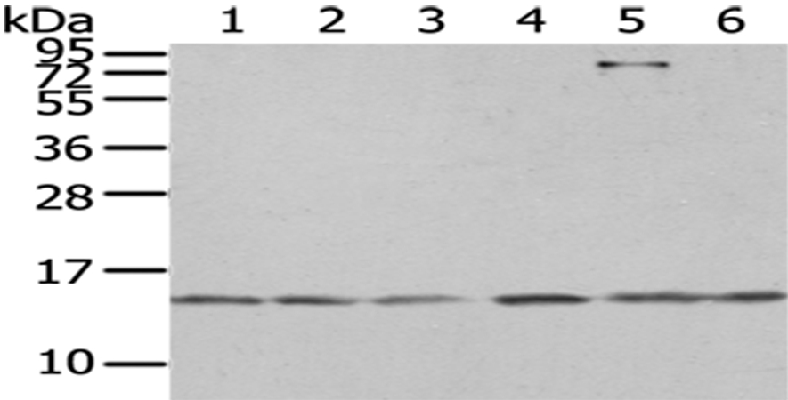 RBX1 Antibody